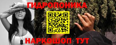 шишки Лесосибирск